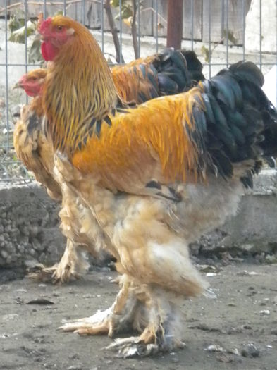 c.lot2 - TINERET 2015