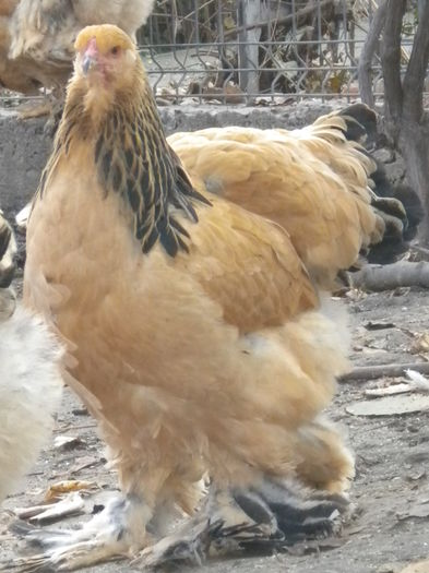 lot1