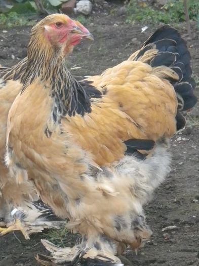 lot3p3 - TINERET 2015