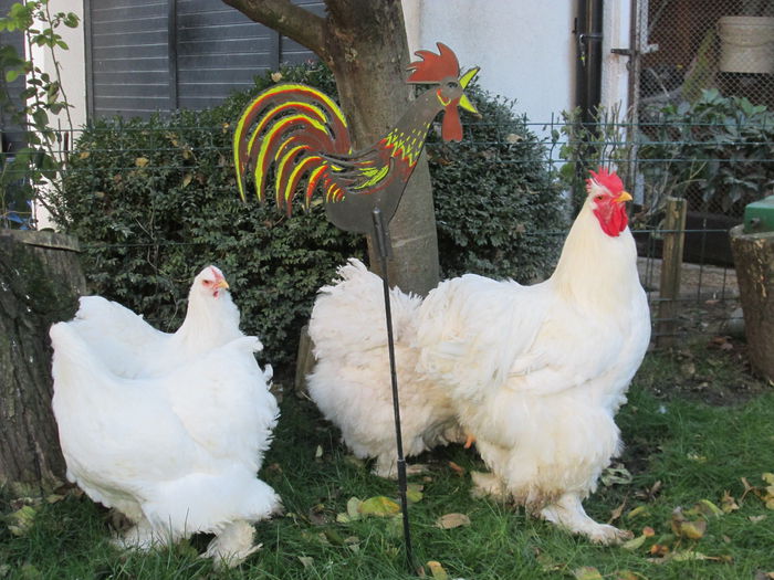 IMG_0862 - COCHINCHINA ALB