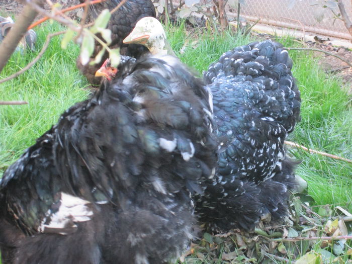 IMG_0846 - COCHINCHINA ALB