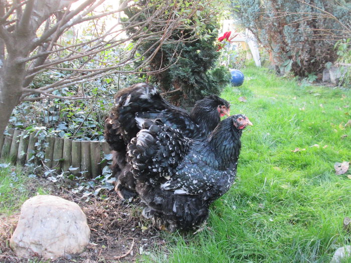 IMG_0855 - COCHINCHINA ALB