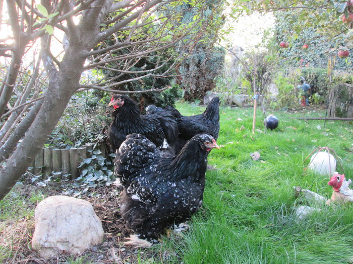 IMG_0859 - COCHINCHINA ALB