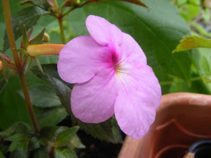 7.Achimenes2b