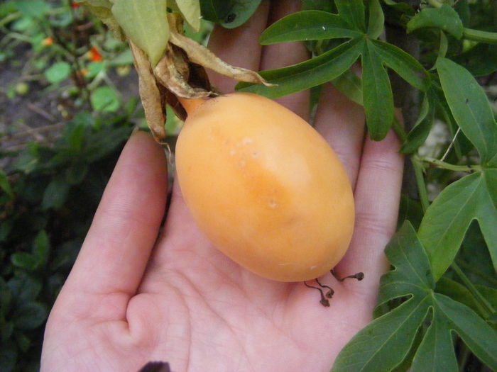 7.Passiflora2 - 7_Iulie 2014