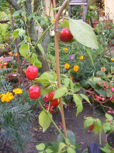 8.Ardei - Capsicum pubescens - Arbust de chili