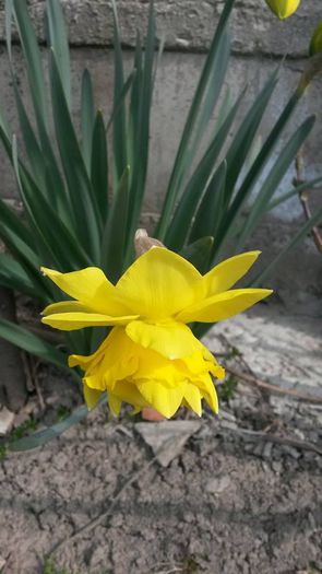 Narcise galbene duble1 - 3_Martie 2015