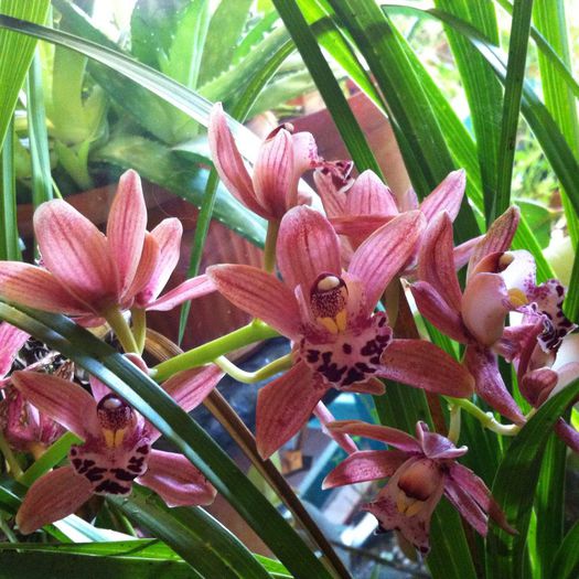 Orhidee1 - 3_Martie 2015