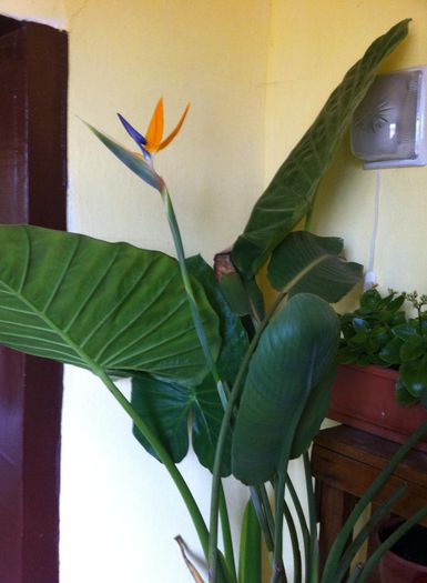 Strelitzia4 - 3_Martie 2015