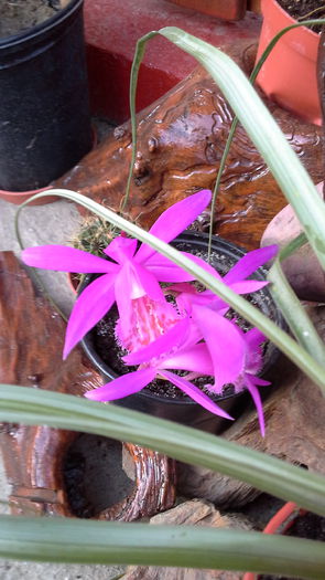 Bletilla striata1 - 4_Aprilie 2015