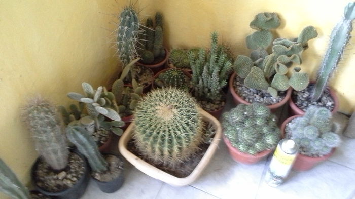 Cactusi7