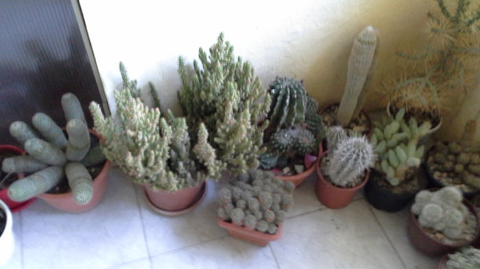 Cactusi20