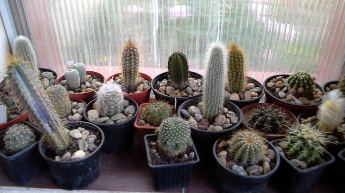 Cactusi21