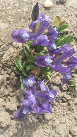 Iris pumila1a