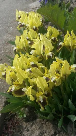 Iris pumila2b