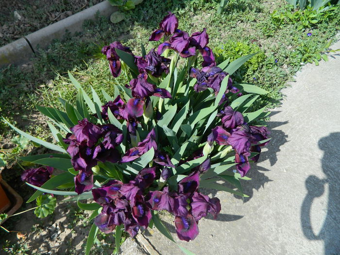 Iris pumila3h