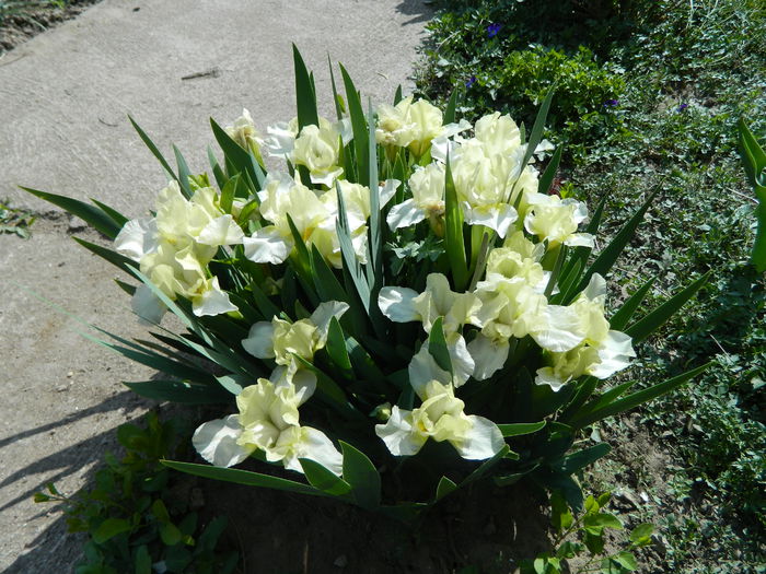 Iris pumila4c