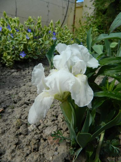 Iris pumila5a