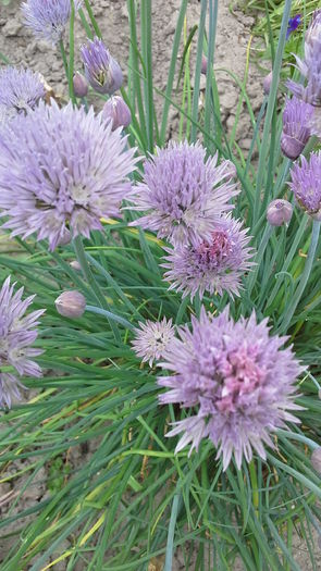 Allium schoenoprasum - Chives2