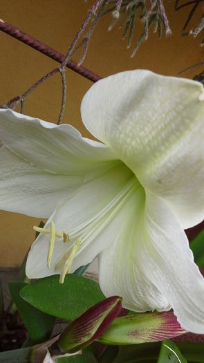 Amaryllis2a - 5_Mai 2015