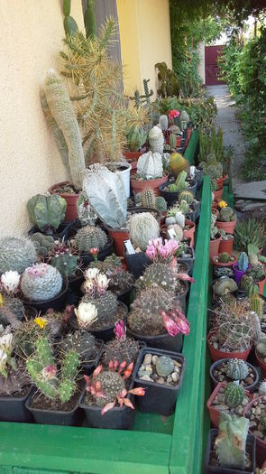 Cactusi0b