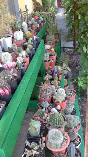 Cactusi0c