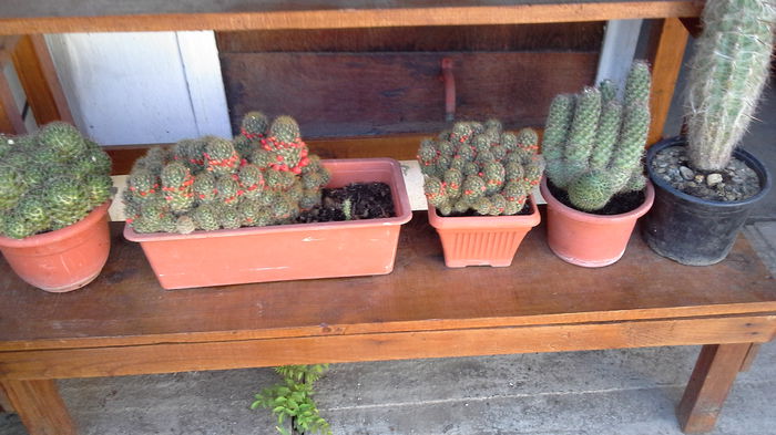 Cactusi0e