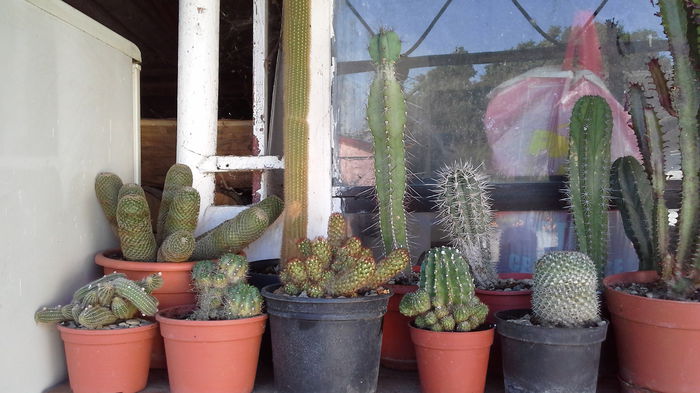 Cactusi0h - 5_Mai 2015