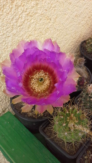 Cactusi1a - 5_Mai 2015