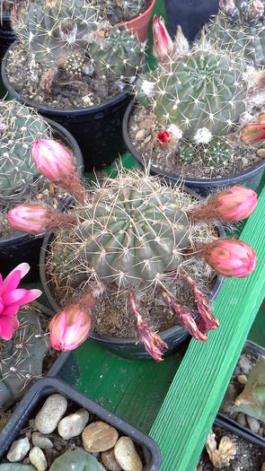 Cactusi6a - 5_Mai 2015
