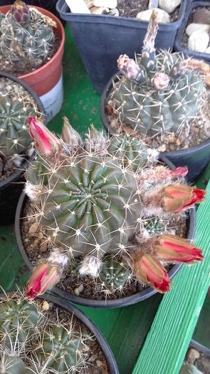 Cactusi7a - 5_Mai 2015