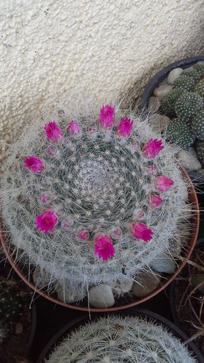 Cactusi9a - 5_Mai 2015