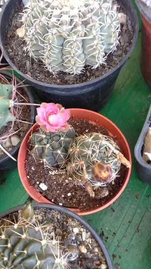 Cactusi10a - 5_Mai 2015