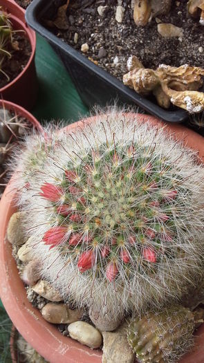 Cactusi11a