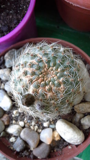 Cactusi15a