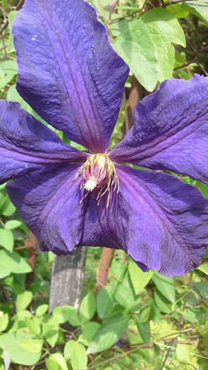 Clematis1b - 5_Mai 2015