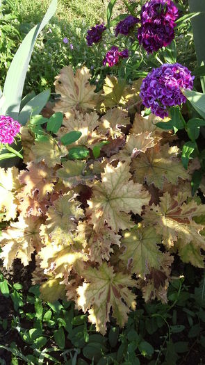 Heuchera4a