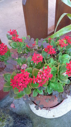 Kalanchoe4a