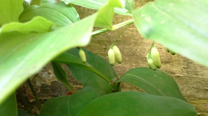 Polygonatum1