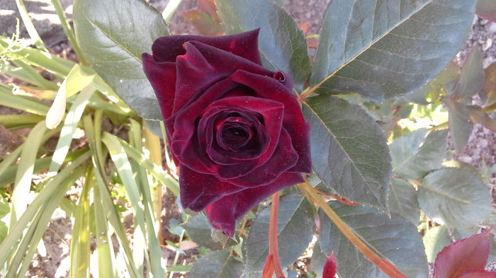 Trandafir20a