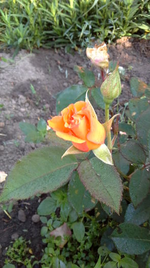 Trandafir26a