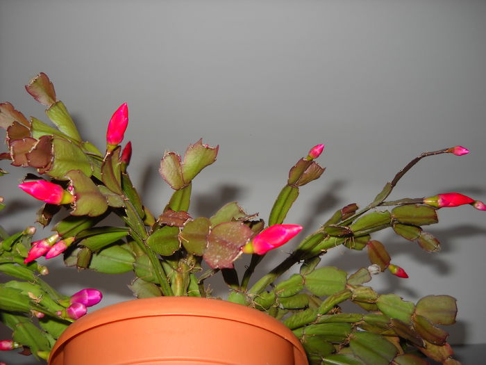 1 noiembrie.2015 - Schlumbergera 2014-2020