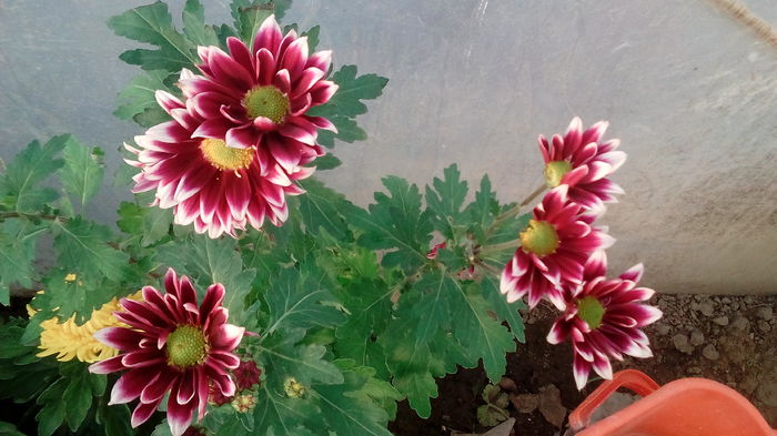 IMG_20151104_153511 - Crizanteme 2015