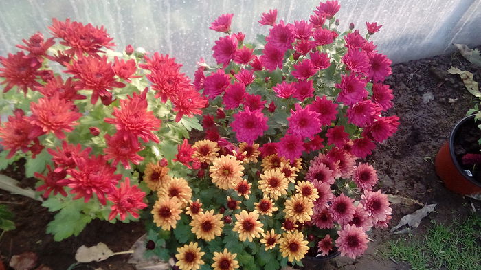 IMG_20151104_153342 - Crizanteme 2015
