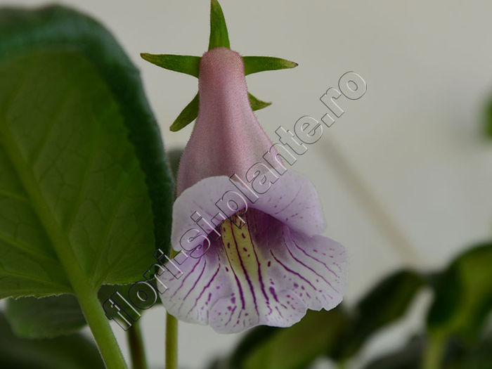 Sinningia Luci 's Dragonfly - GLOXINIA _ SINNINGIA 2