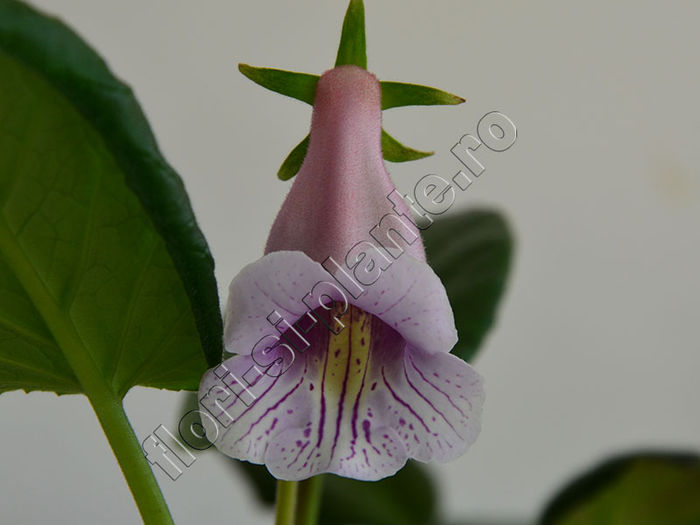 Sinningia Luci s Dragonfly - GLOXINIA _ SINNINGIA 2