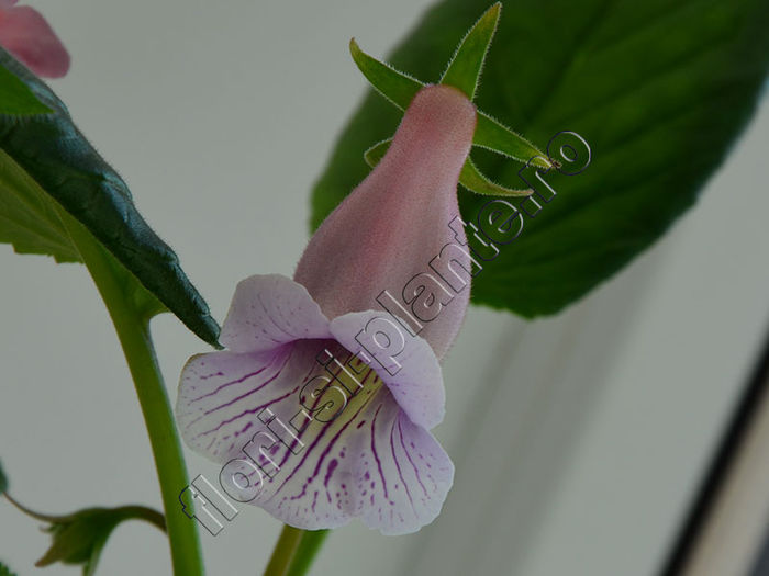 Sinningia Luci s Dragonfly - GLOXINIA _ SINNINGIA 2