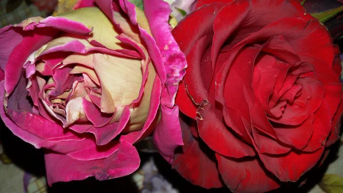 tmp_31800-20151021_084240-1627947925