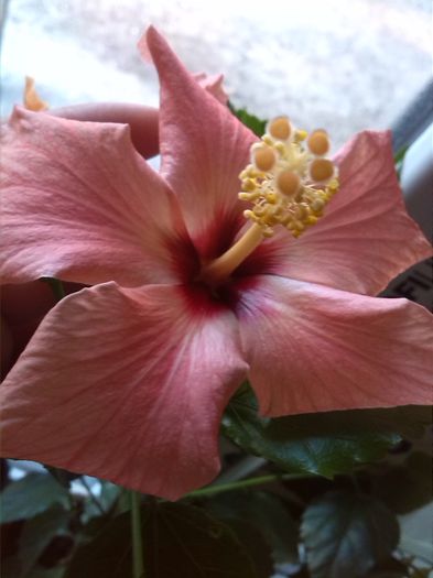 IMG_20151106_084738 - hibiscus cairo apricot