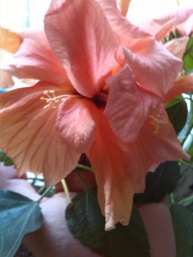 IMG_20151106_084725 - hibiscus classic apricot